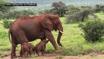 ولادة نادرة لتوأم فيلة في كينيا