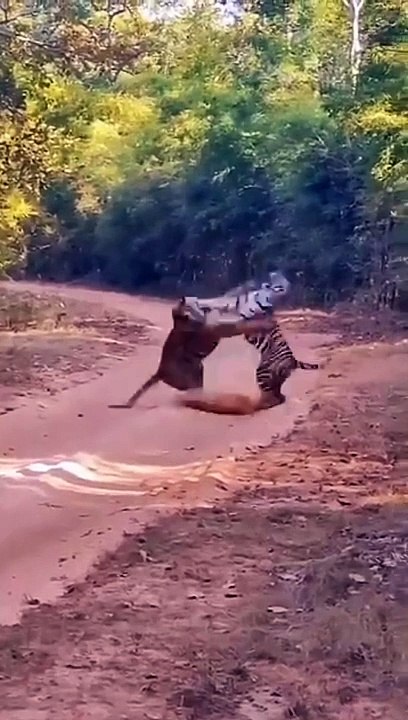 Angry Tiger Fighting Mood