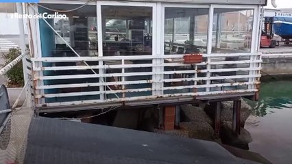Salvato il lupo che si rifugiava al porto di Pesaro