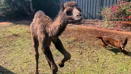 Young Camel Gets the Zoomies