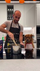 Sahibinin yaptığı hata karşısında “hay senin yapacağın işin” suratı yapan köpek 