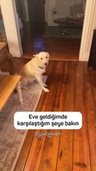Amerika’da Jack isimli köpek, sahibi yokken 1 şişe likörü içip sarhoş olmuş 