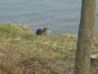 Lauch a rater un ragondin de peu
