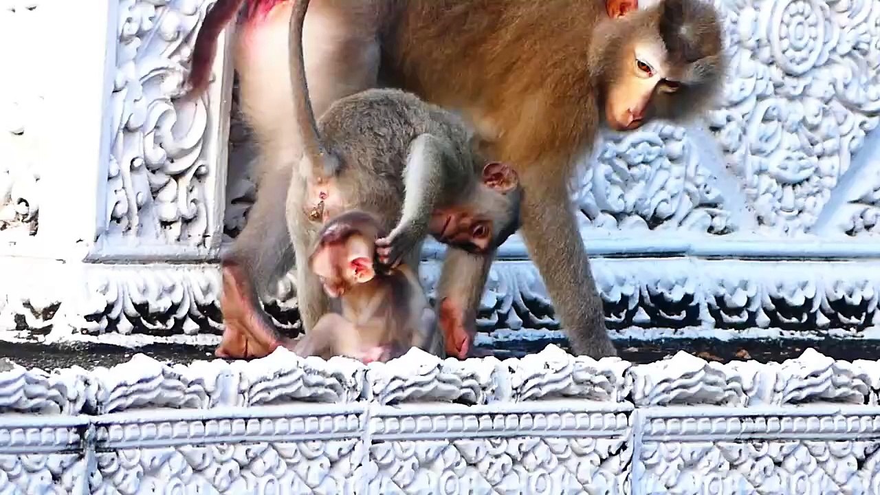 Cutie Baby Mark Mark Performs Nice Actions With Sister Bella, Super Action Of Adorable Baby