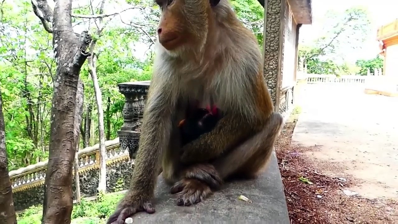 Cute newborn baby look so weak at the beginning, baby try harder to hold mommy