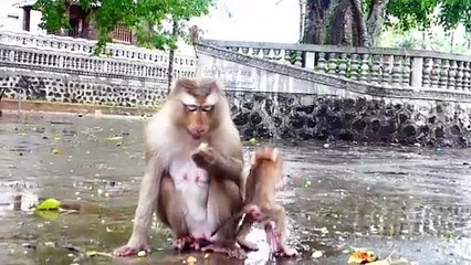 Cutest Mother Monkey Molia Gets Scared When Big Male Comes In