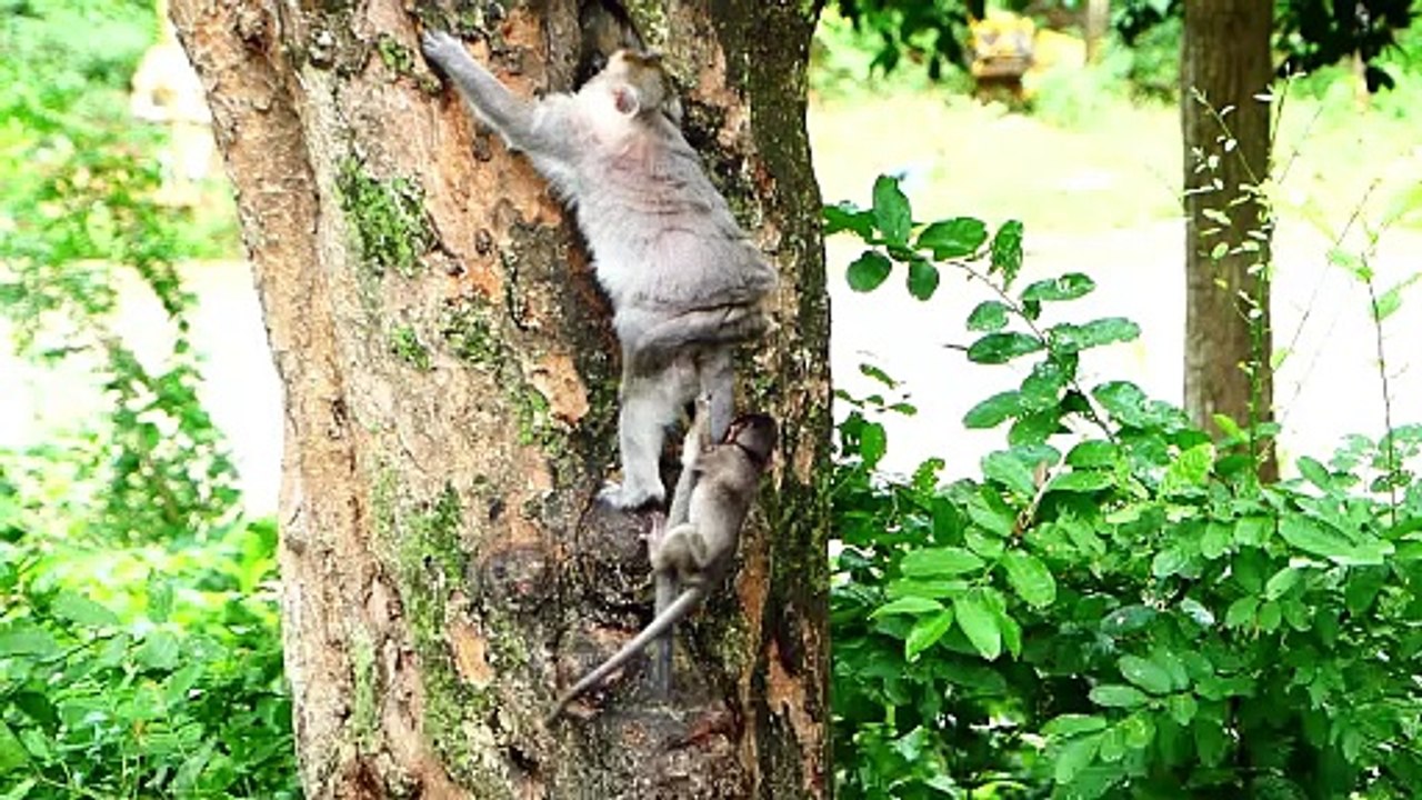 Cutie Little Baby Bella Holds Tail Of Mother Barry Climbing Up The High Tree
