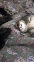 Cat Thinks Dog's Breath Stinks