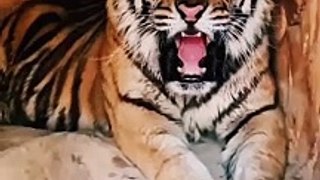 The tiger is roaring loudly | Big Cat Videos | Tiger Attitude #shorts #tiger