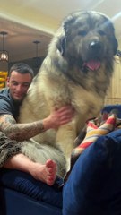 Caucasian Shepherd Yogi the Massive Guard Dog