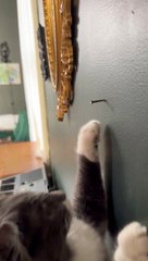 When Your Cat Was a Carpenter in a Past Life