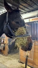 When You DIY a Way to Entertain Your Impatient Horse