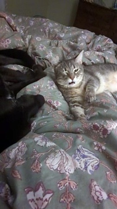 Cat Thinks Dog's Breath Stinks