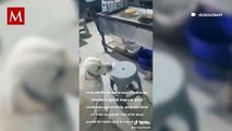 Perrito acude a negocio de comida en Tecámac todos los días para cambiar objetos por comida