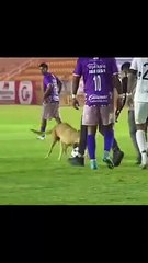 كلب يلعب كرة قدم