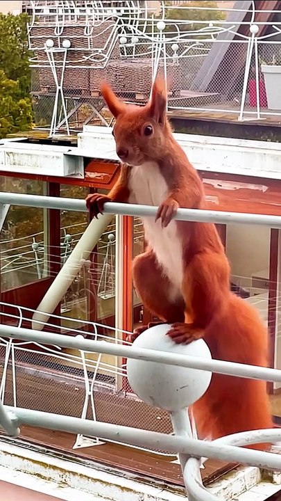 Red Squirrel Dances On Balcony