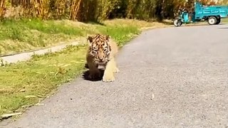 Tiger cubs are walking on the road | Tiger Cubs | Cute Big Cats #shorts