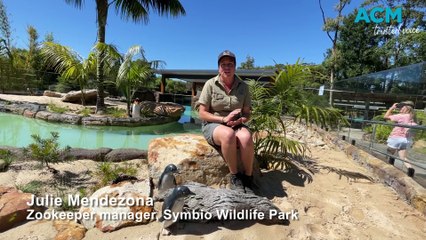 Little penguins at Symbio | November 26,2023 | Illawarra Mercury