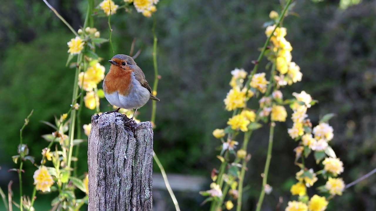 bird_perched_on_wood (1080p)