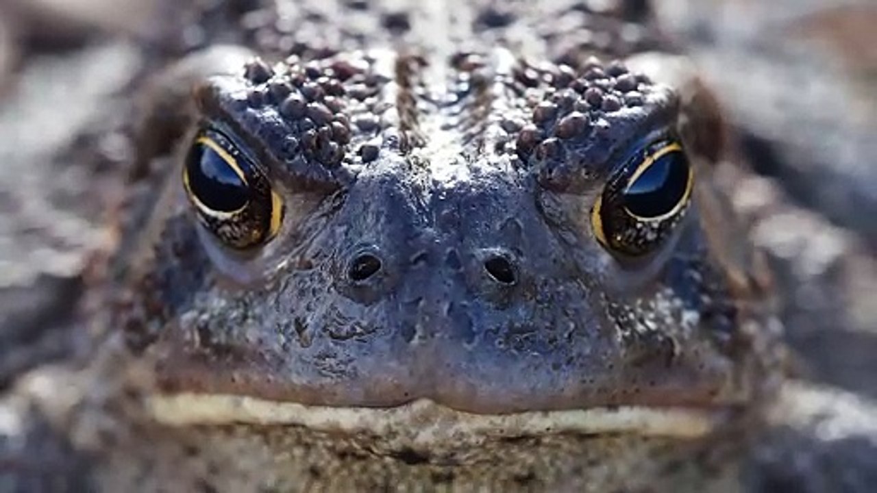 close-up_video_of_frog (1080p)