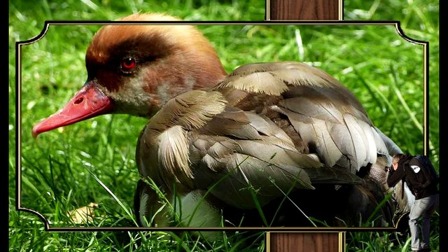 des-oiseaux-aux-couleurs-magnifiques-lucienne