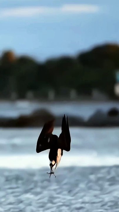Eagle