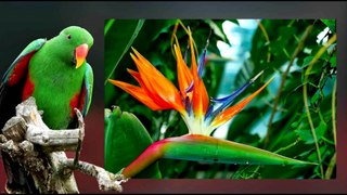 des-oiseaux-aux-couleurs-extraordinaires-lucienne