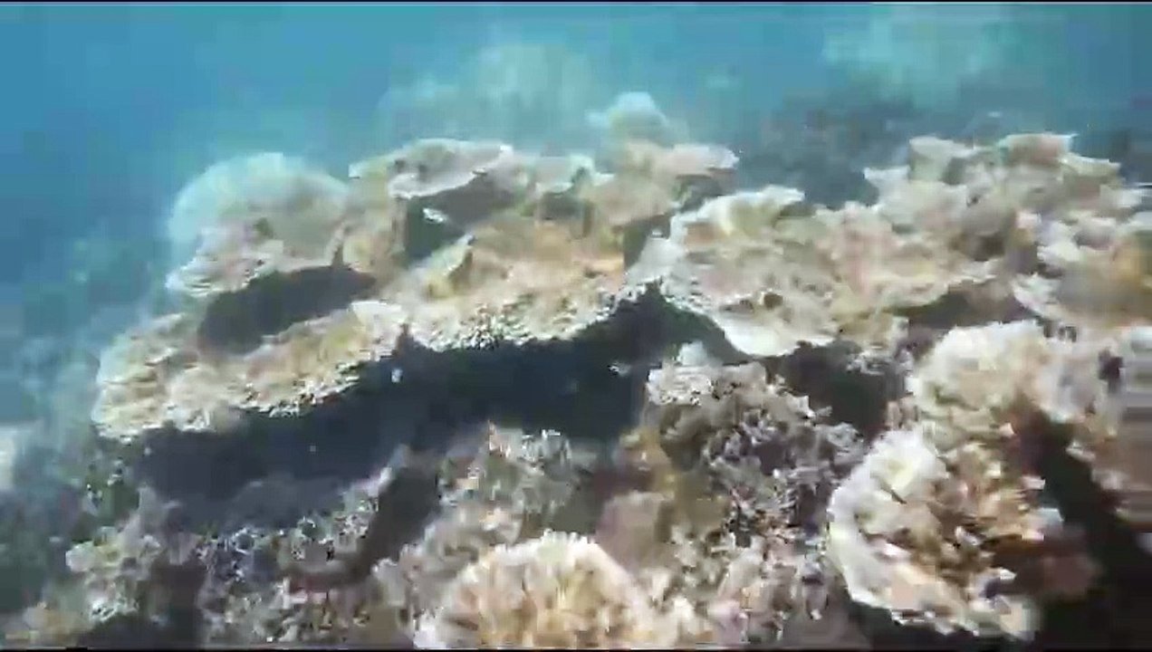 fish trap mud fish trap mod minecraft fish trap videos video