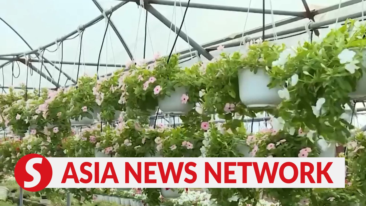 Vietnam News | Flower farmers prepare for Tet