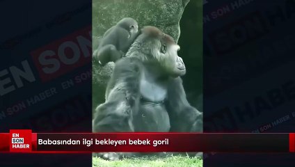 Babasından ilgi bekleyen bebek goril