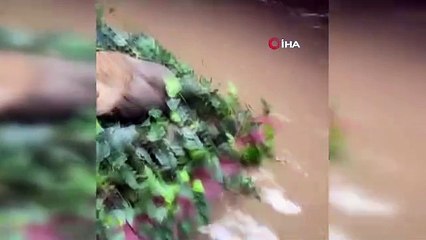 Antalya'da şiddetli yağmur ve fırtına çilek seralarına zarar verdi