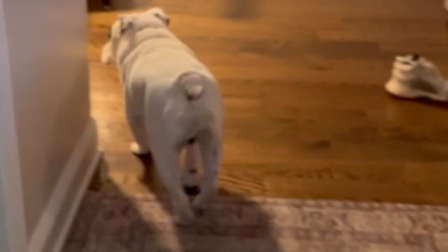 Toddler is beyond delighted to reunite with pet dog *Heartwarming Reunion*