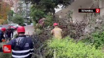 İstanbul Kadiköy’de ağaç binanın üzerine devrildi
