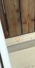 Ce chien essaye d'attraper un biscuit sous la barrière... avec sa grande langue