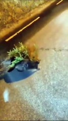 Ce castor construit son barrage en pleine route