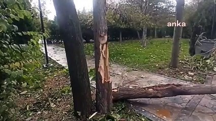 Çorum'da şiddetli rüzgar nedeniyle ağaçlar devrildi