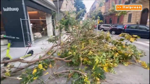 Alberi caduti a Palermo nella zona di via Libertà
