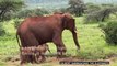 Rare elephant twins born in Kenyan National Reserve