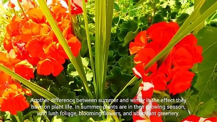 Summer vs Winter_ Contrasting Characteristics and  2