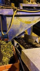 4. Scheiden van blad/takjes en de olijven