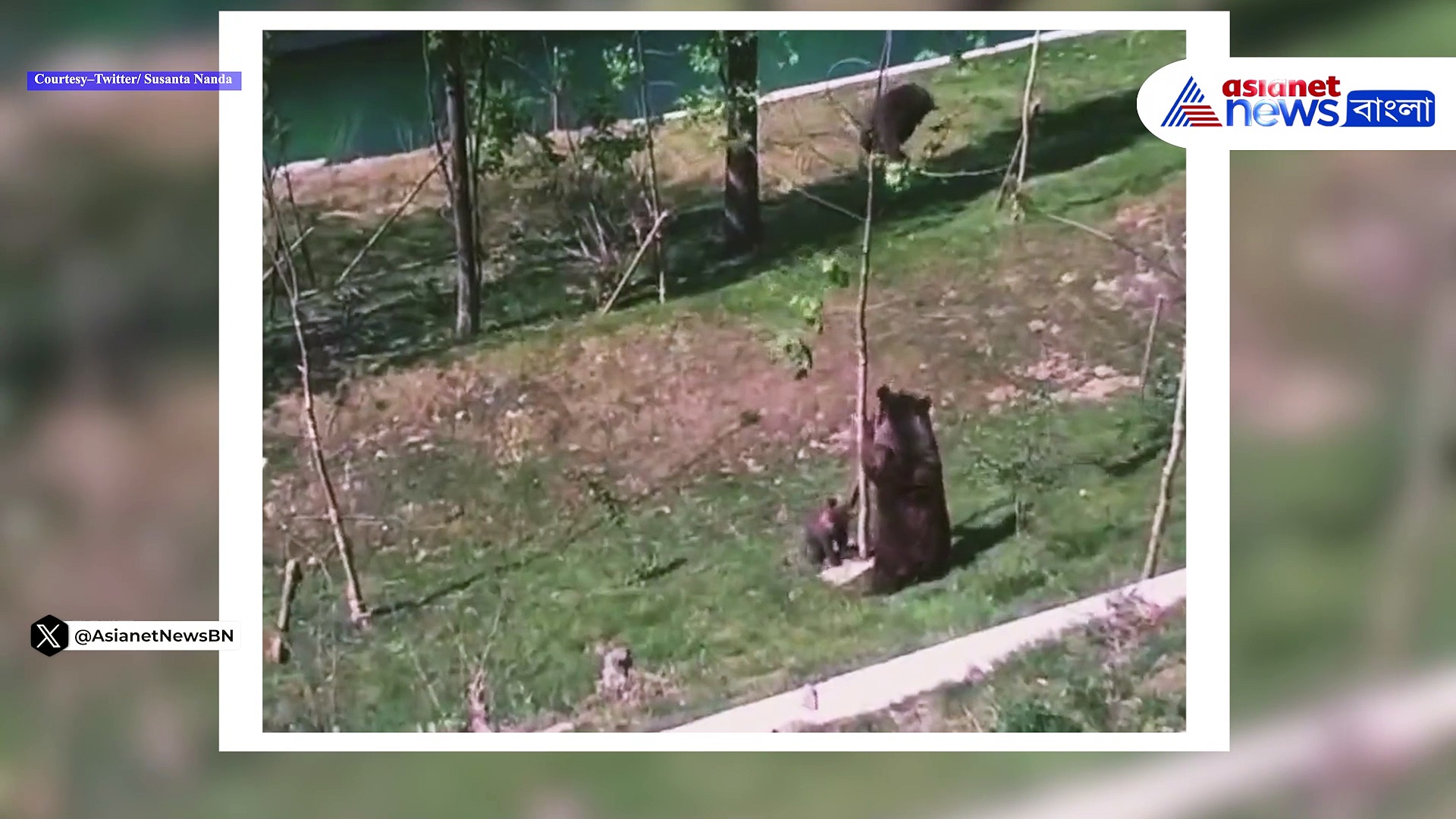 Viral Video: বাচ্চা ভাল্লুককে গাছ থেকে আপ্রাণ চেষ্টা করছে মা  ভাল্লুক, দেখুন মজার ভিডিও