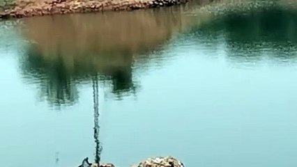 Baby crocodile seen here, see its fun video