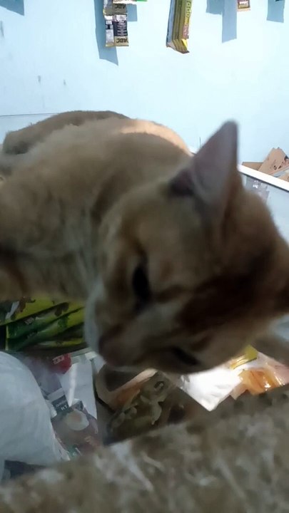 #cat #catlover(1)