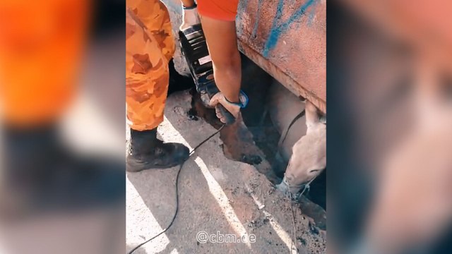 Vídeo: Jumento é resgatado após ficar preso dentro de bueiro em Fortaleza