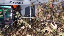 Samsun'da şiddetli rüzgar cami avlusundaki ağacı belinden kırdı
