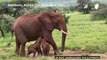 Kenya: rare naissance d'éléphants jumeaux