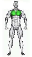 Best Chest Exercises #chestworkout  #fitnessjourney  #strengthtraining #shorts #shortvideo #short