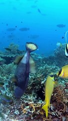  Les 3 pays qui produisent la plus grande quantité de poisson au monde