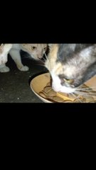 A CRAZY Reaction... cat videos cats meow cat sound