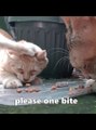 Unexpected ATTACK from a Hungry Cat. Cat Videos Cat Meow Cat Sound